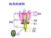 7.1.1植物的生殖课件2023--2024学年人教版生物八年级下册 (1)