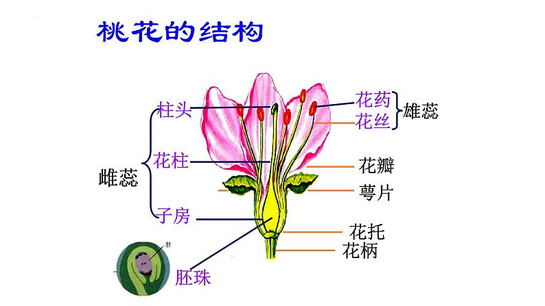 7.1.1植物的生殖课件2023--2024学年人教版生物八年级下册 (1)第3页