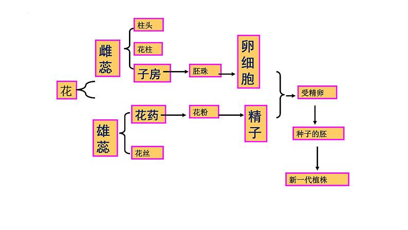 7.1.1植物的生殖课件2023--2024学年人教版生物八年级下册 (1)第4页