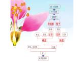 7.1.1植物的生殖课件2023--2024学年人教版生物八年级下册 (1)