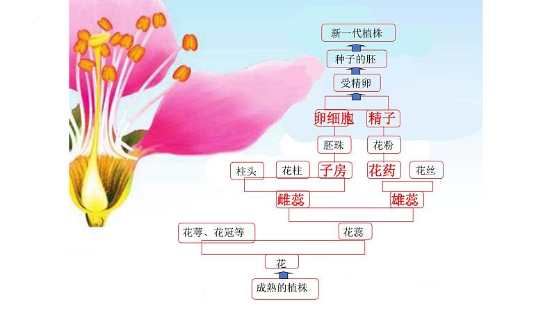 7.1.1植物的生殖课件2023--2024学年人教版生物八年级下册 (1)第5页