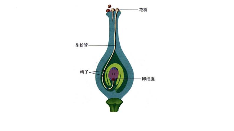 7.1.1植物的生殖课件2023--2024学年人教版生物八年级下册 (1)第6页