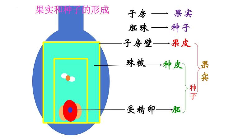 7.1.1植物的生殖课件2023--2024学年人教版生物八年级下册 (1)第7页