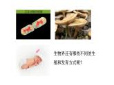 7.1.1植物的生殖课件2023--2024学年人教版八年级生物下册