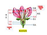 7.1.1植物的生殖课件2023--2024学年人教版八年级生物下册