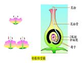 7.1.1植物的生殖课件2023--2024学年人教版八年级生物下册