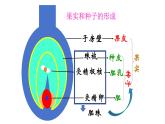 7.1.1植物的生殖课件2023--2024学年人教版八年级生物下册