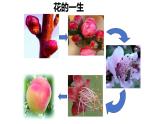 7.1.1+-植物的生殖课件2023--2024学年人教版生物八年级下册