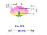 7.1.1+-植物的生殖课件2023--2024学年人教版生物八年级下册