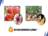 7.1.1+植物的生殖课件2023--2024学年人教版生物八年级下册