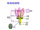 7.1.1+植物的生殖课件2023--2024学年人教版生物八年级下册