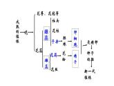 7.1.1+植物的生殖课件2023--2024学年人教版生物八年级下册