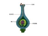 7.1.1+植物的生殖课件2023--2024学年人教版生物八年级下册