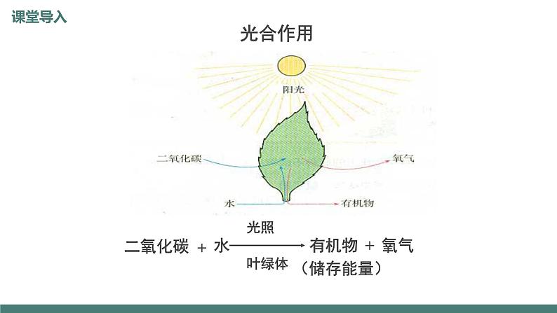 6.5光合作用和呼吸作用原理的应用同步课件2023--2024学年苏教版生物七年级上册05