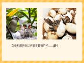 5.1.7哺乳动物课件2023--2024学年人教版生物八年级上册