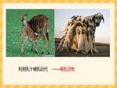 5.1.7哺乳动物课件2023--2024学年人教版生物八年级上册
