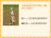 5.1.7哺乳动物课件2023--2024学年人教版生物八年级上册