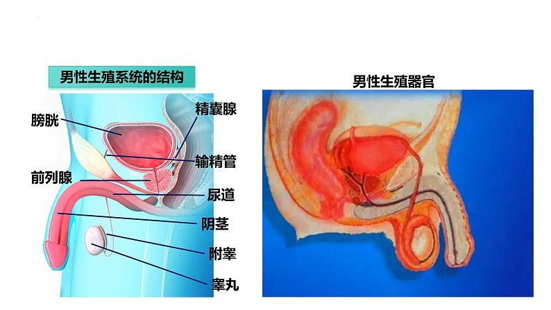 4.1.2人的生殖课件2023--2024学年人教版生物七年级下册第4页