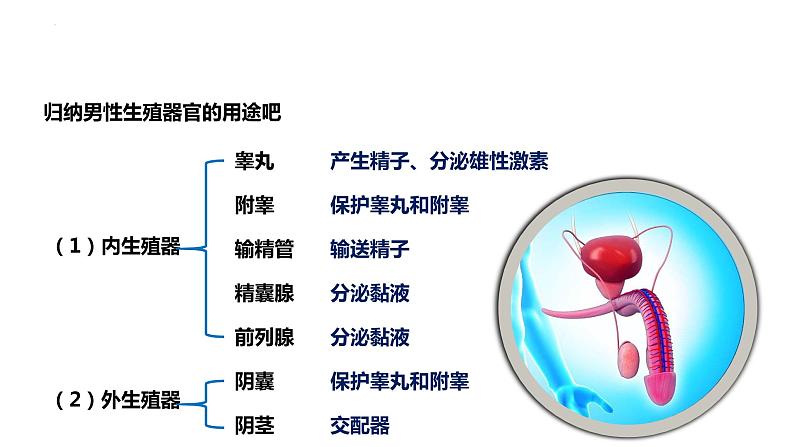 4.1.2人的生殖课件2023--2024学年人教版生物七年级下册第5页