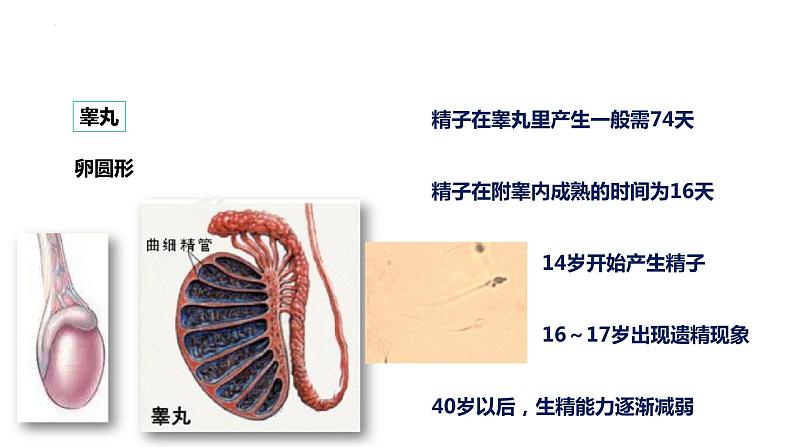 4.1.2人的生殖课件2023--2024学年人教版生物七年级下册第6页