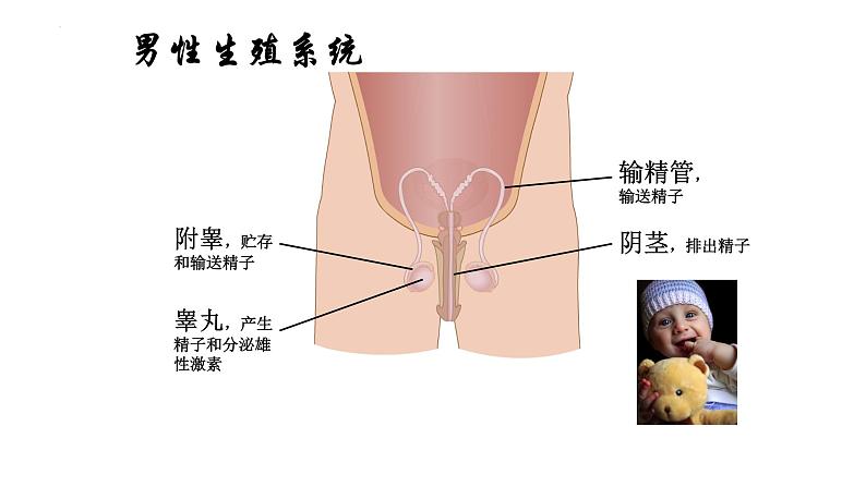 4.1.2人的生殖课件2023--2024学年人教版 七年级生物下册04