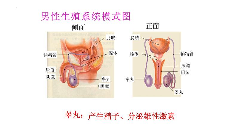 4.1.2人的生殖课件2023--2024学年人教版 七年级生物下册05