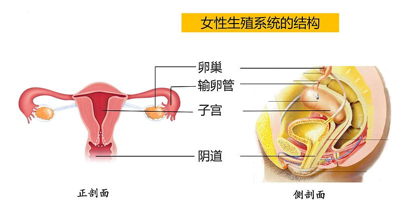 4.1.2人的生殖课件2023--2024学年人教版 七年级生物下册06