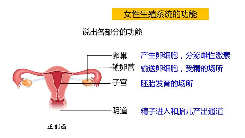 4.1.2人的生殖课件2023--2024学年人教版 七年级生物下册07