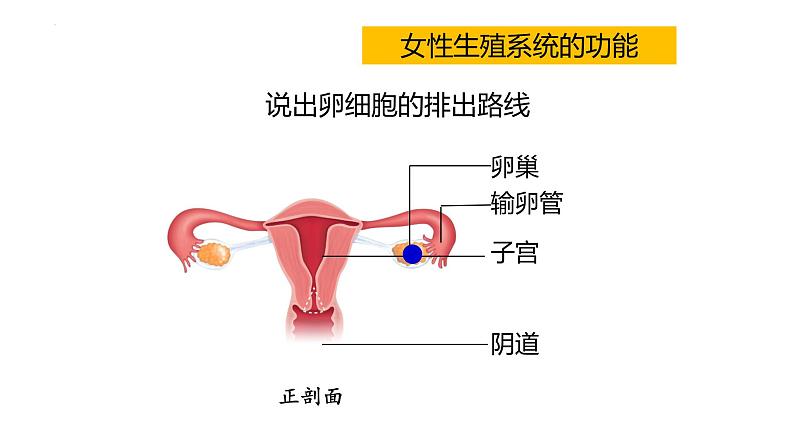 4.1.2人的生殖课件2023--2024学年人教版 七年级生物下册08