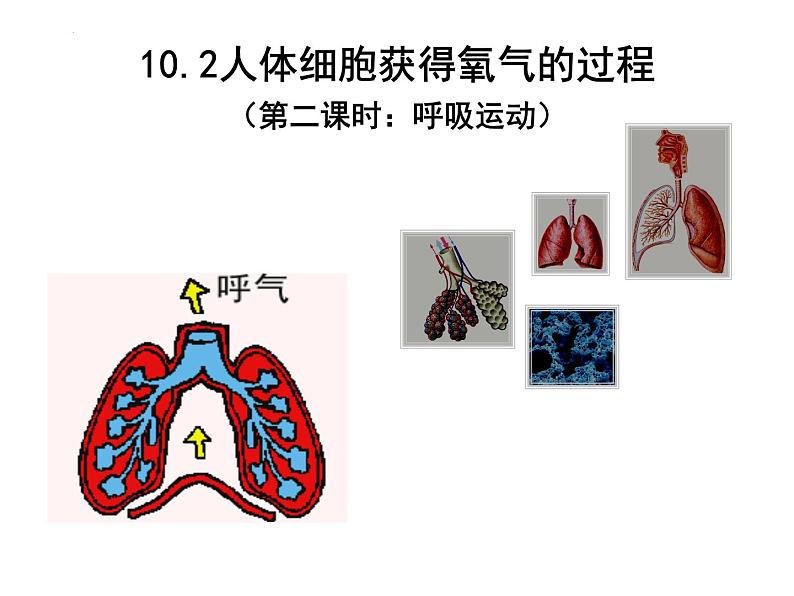 10.2.2呼吸运动课件2023--2024学年北师大版生物七年级下册第2页