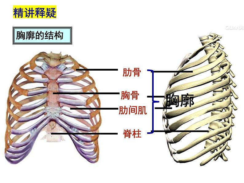 10.2.2呼吸运动课件2023--2024学年北师大版生物七年级下册第6页