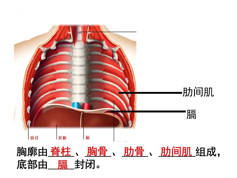 10.2.2呼吸运动课件2023--2024学年北师大版生物七年级下册第7页