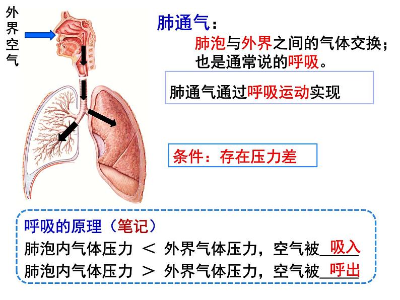 10.2.2呼吸运动课件2023--2024学年北师大版生物七年级下册第8页