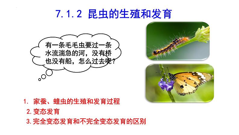 7.1.2++昆虫的生殖和发育++课件-2023-2024学年人教版生物八年级下册第1页