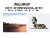 7.1.2++昆虫的生殖和发育++课件-2023-2024学年人教版生物八年级下册