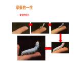 7.1.2++昆虫的生殖和发育++课件-2023-2024学年人教版生物八年级下册