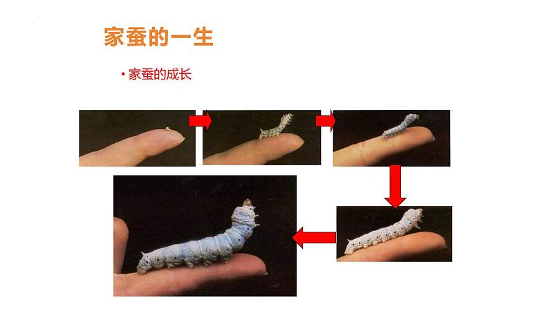 7.1.2++昆虫的生殖和发育++课件-2023-2024学年人教版生物八年级下册第4页