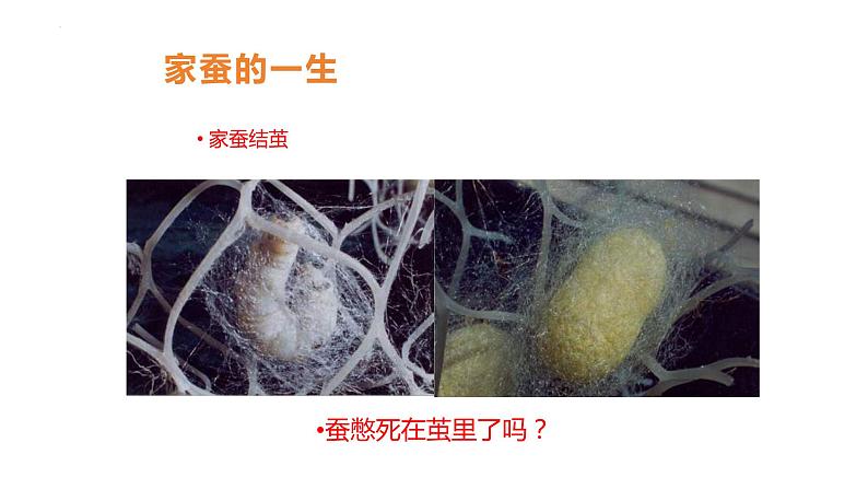 7.1.2++昆虫的生殖和发育++课件-2023-2024学年人教版生物八年级下册第5页