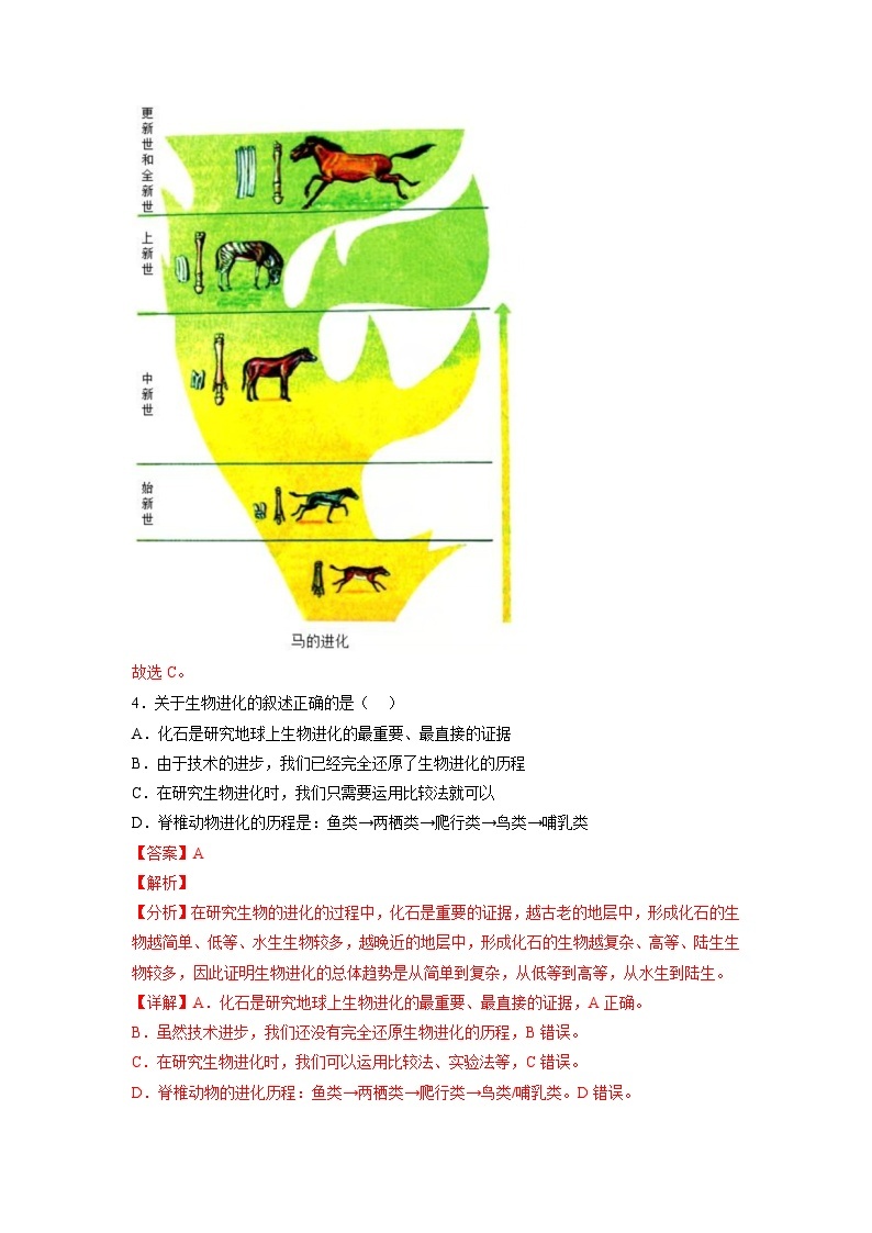 人教版八年级下册生物7.3.2 生物进化的历程（分层练）（解析版）03