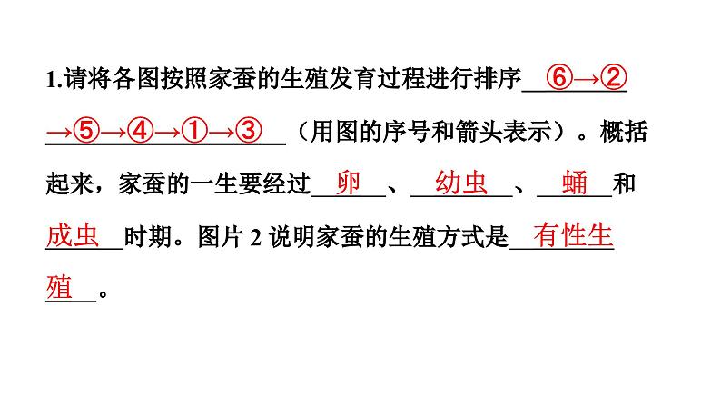 人教版生物八年级下册 第七单元第一章第二节昆虫的生殖和发育课件05