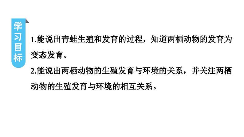 人教版生物八年级下册 第七单元第一章第三节两栖动物的生殖和发育课件第3页