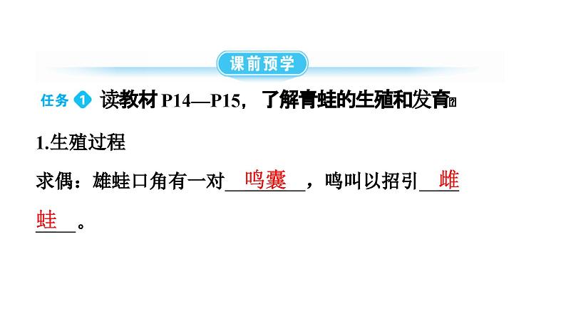 人教版生物八年级下册 第七单元第一章第三节两栖动物的生殖和发育课件第4页