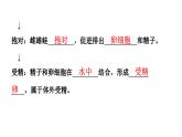 人教版生物八年级下册 第七单元第一章第三节两栖动物的生殖和发育课件
