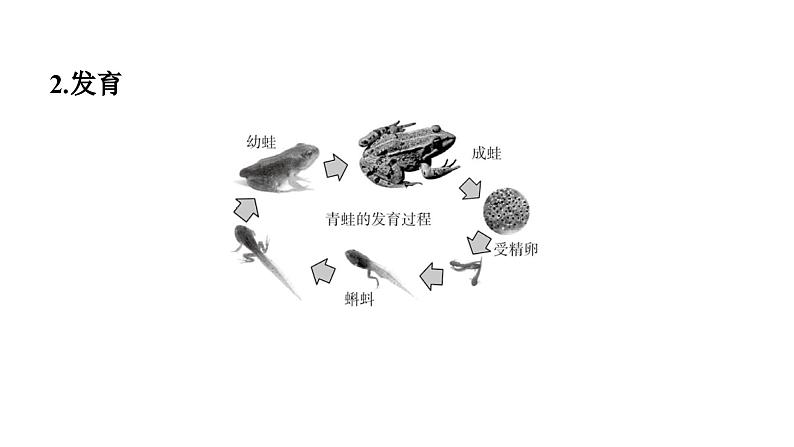 人教版生物八年级下册 第七单元第一章第三节两栖动物的生殖和发育课件第6页