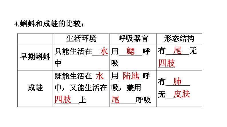 人教版生物八年级下册 第七单元第一章第三节两栖动物的生殖和发育课件第8页