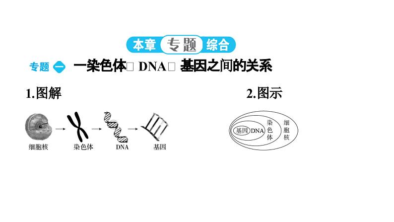 人教版生物八年级下册 第七单元第二章本章强化提升课件04