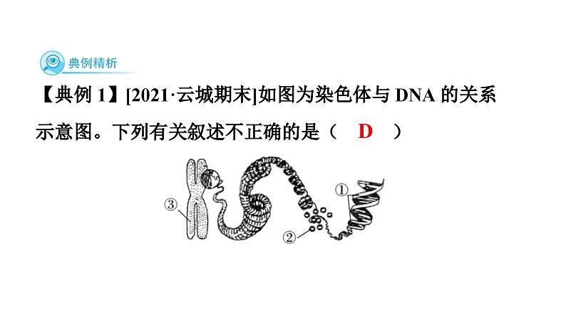 人教版生物八年级下册 第七单元第二章本章强化提升课件06