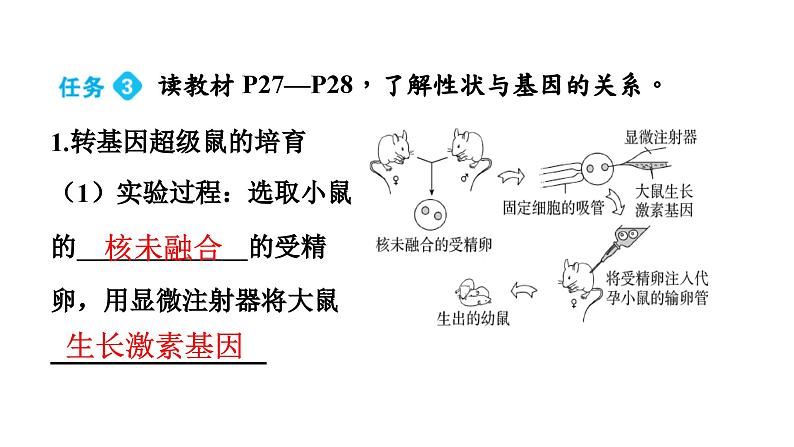 人教版生物八年级下册 第七单元第二章第一节基因控制生物的性状课件07