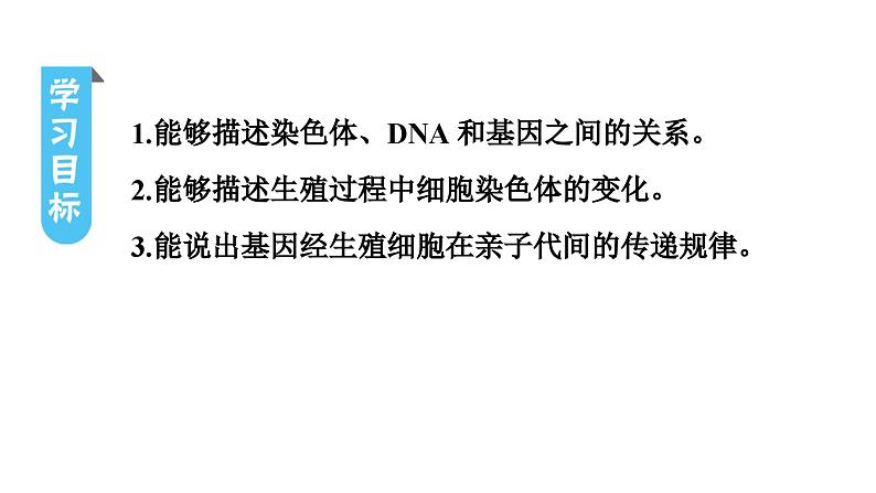 人教版生物八年级下册 第七单元第二章第二节基因在亲子代间的传递课件03