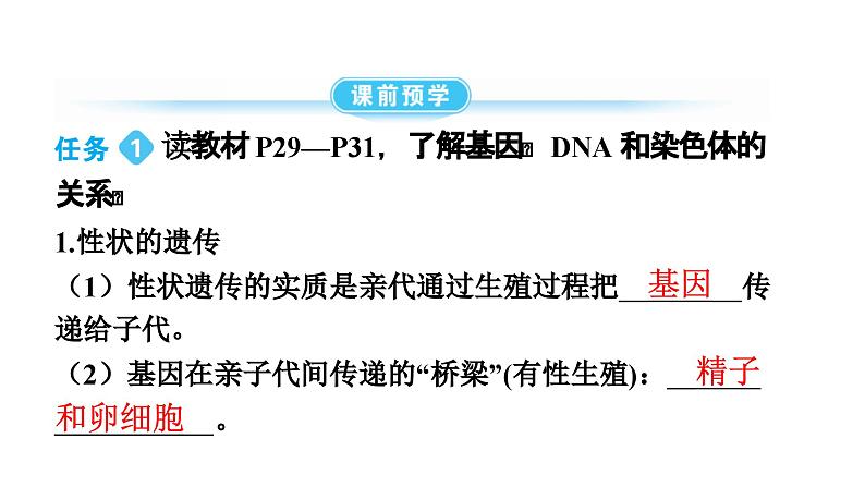 人教版生物八年级下册 第七单元第二章第二节基因在亲子代间的传递课件04